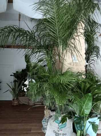 Végétalisation d'un mariage ambiance jungle chic avec des plantes en pots, fournit grâce à WePlante Vertuo