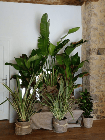 Végétalisation d'un mariage ambiance jungle chic avec des plantes en pots, fournit grâce à WePlante Vertuo