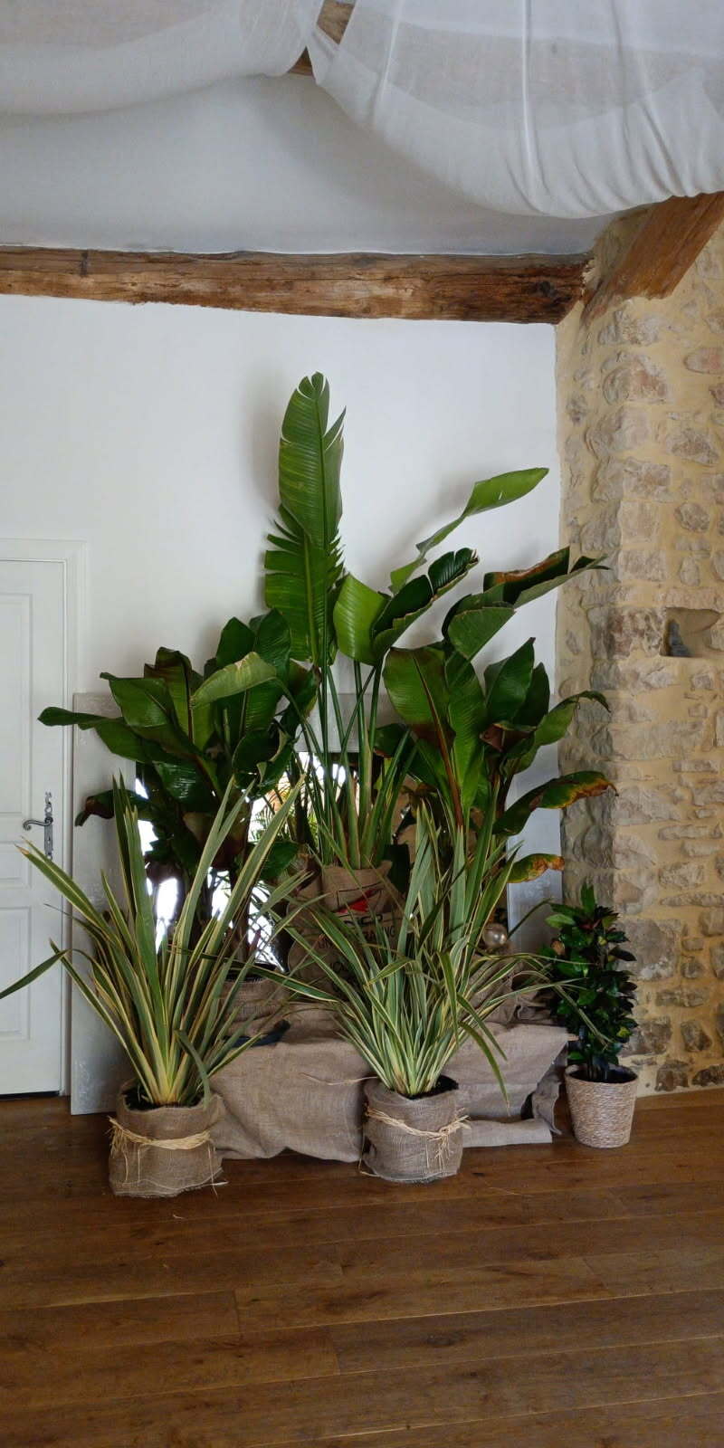 Végétalisation d'un mariage ambiance jungle chic avec des plantes en pots, fournit grâce à WePlante Vertuo