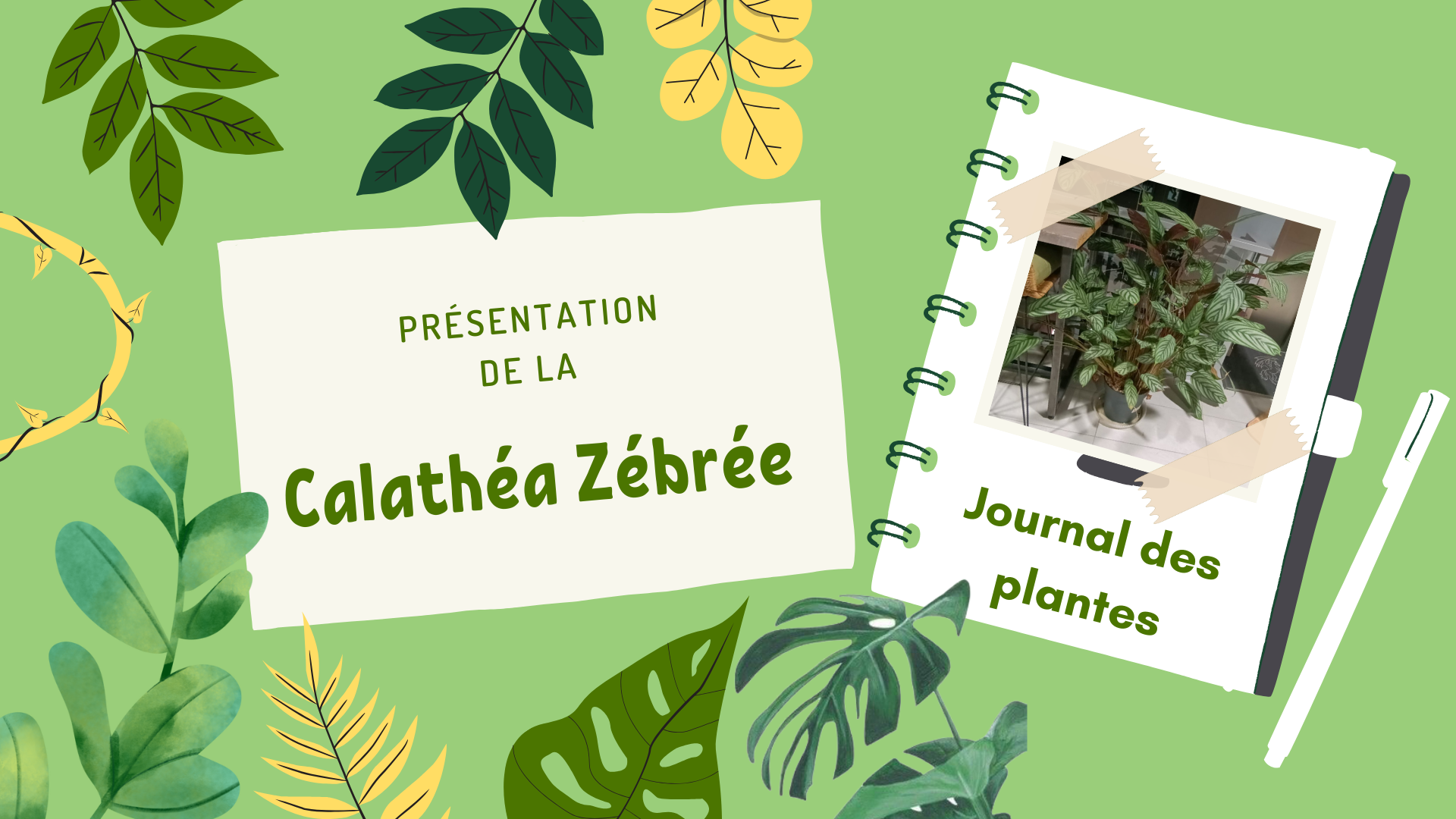 Visuel coloré et naturel présentant le 'Journal des plantes' avec une mise en avant de la Calathéa Zébrée