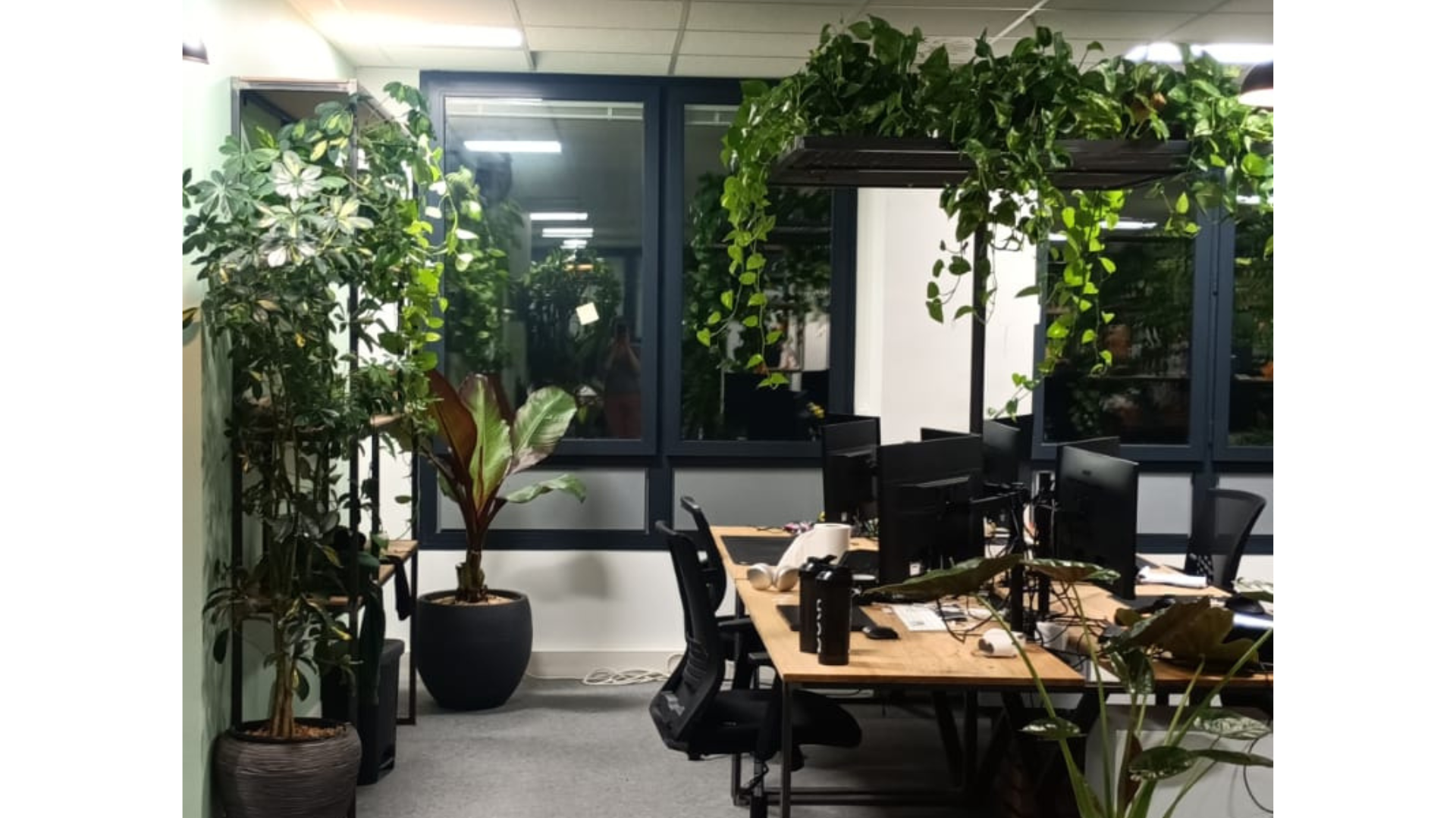 Decorating offices with plants