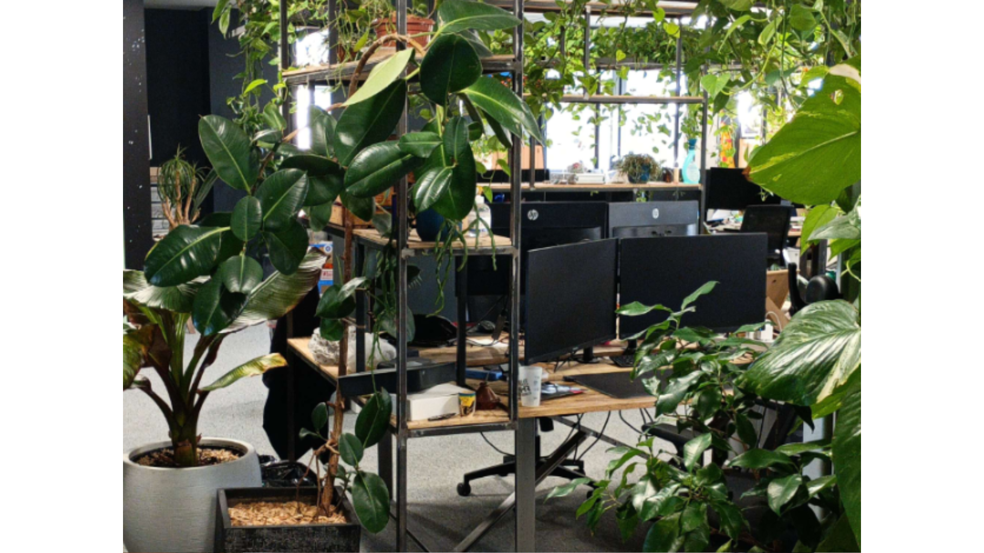 Photos d'aménagement de bureau végétaliser avec des plantes