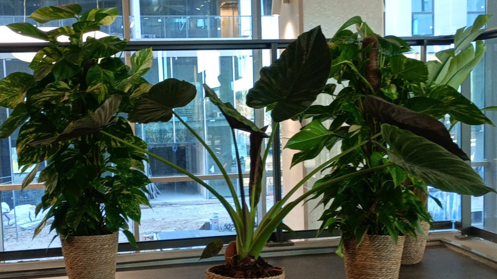 Decorating the interior of the Ynov Montpellier building with plants
