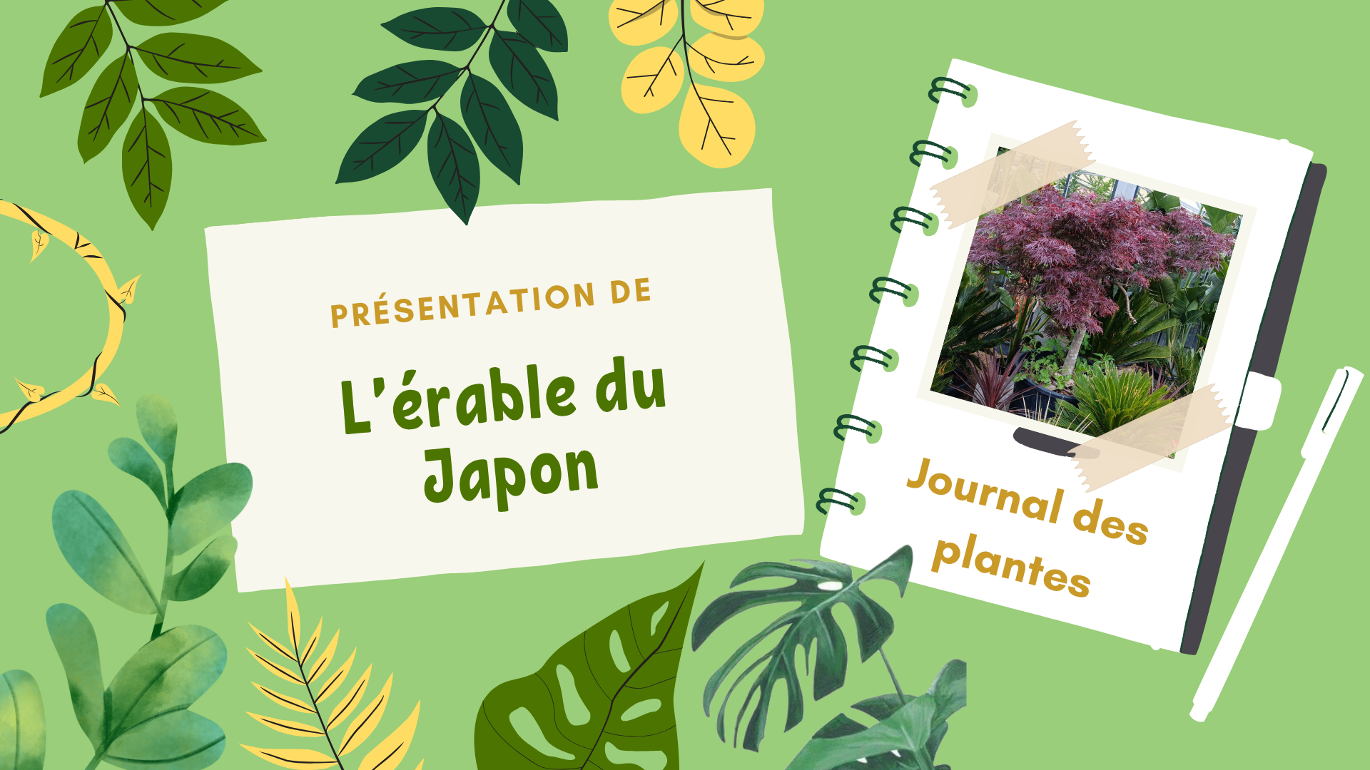 Visuel coloré et naturel présentant le 'Journal des plantes' avec une mise en avant de l'érable du Japon