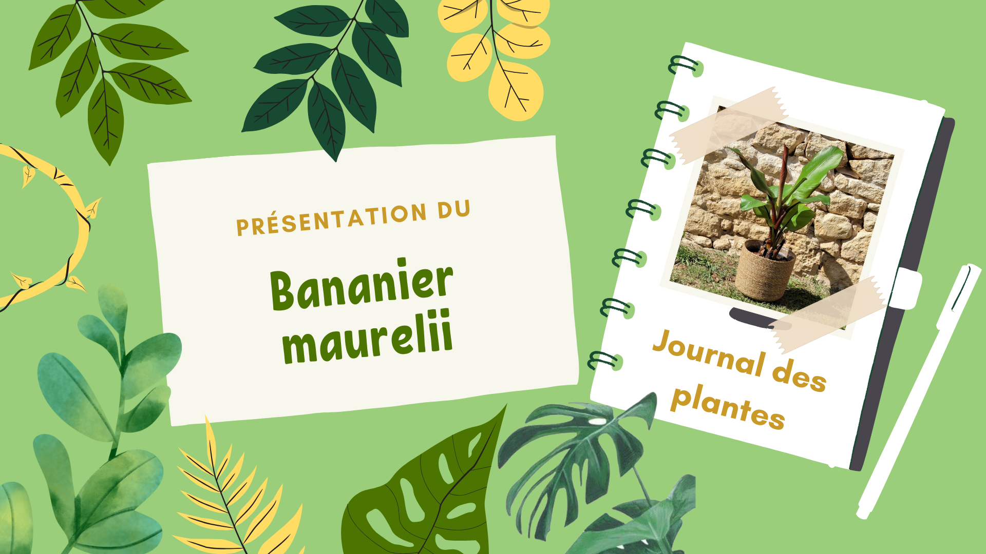 Visuel coloré et naturel présentant le 'Journal des plantes' avec une mise en avant du Bananier Maurelii