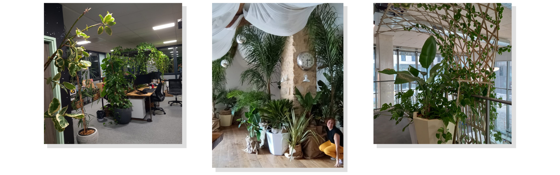 Photos d'aménagements végétaux d'espaces intérieurs avec des plantes en pots 