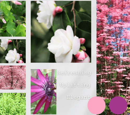 WePlante Mood Board pinki 