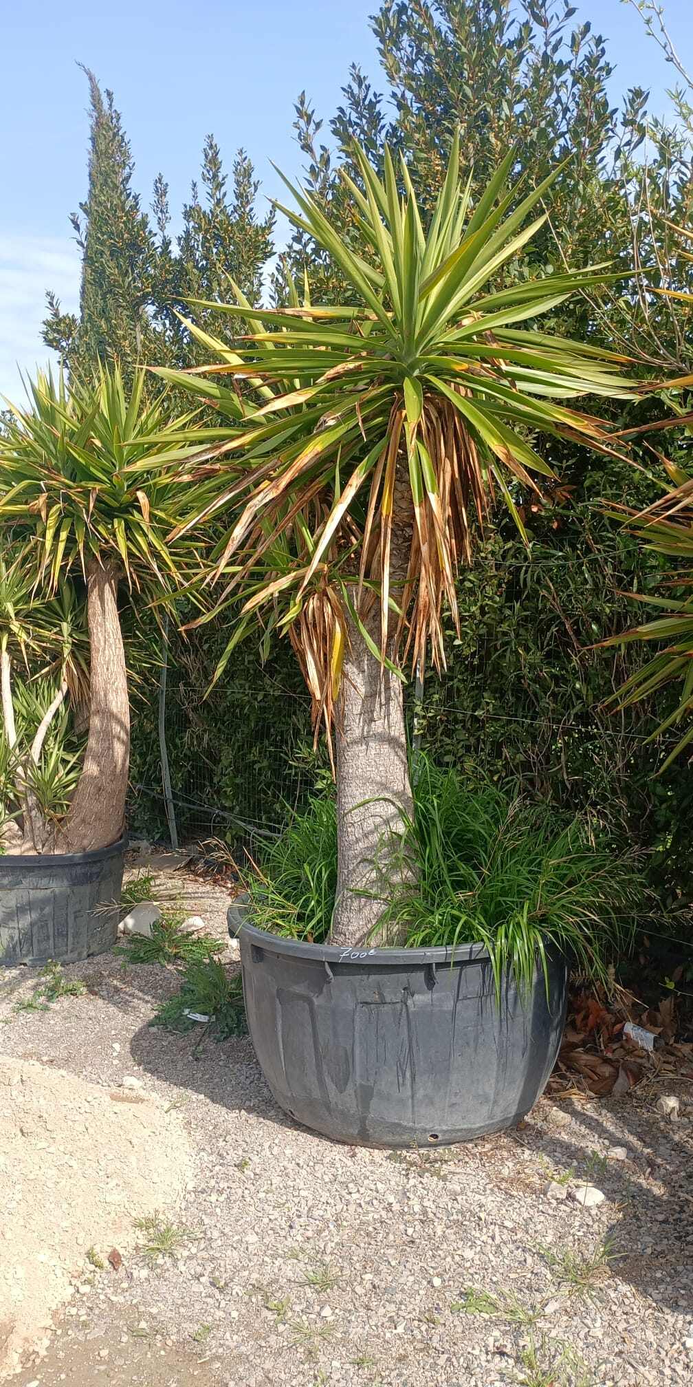 Yucca géant