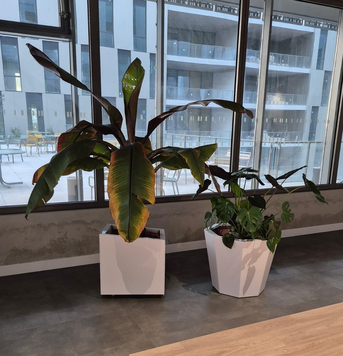 Décoration des espaces intérieur du batiment Ynov Montpellier avec des plantes